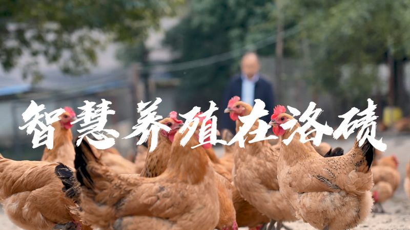引物合成周期，如何高效安排实验流程？**